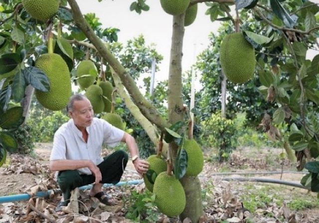 Được cấp giấy chứng nhận VietGAP góp phần nâng cao uy tín sản phẩm trên thị trường (Ảnh: TL)