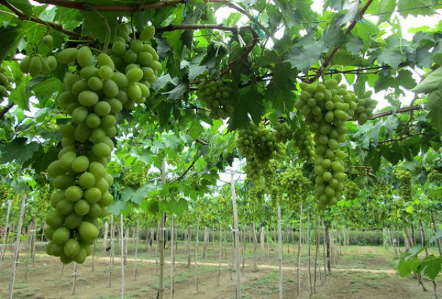 Trồng nho xanh mang lại giá trị kinh tế cao cho thành viên HTX (ảnh TL)