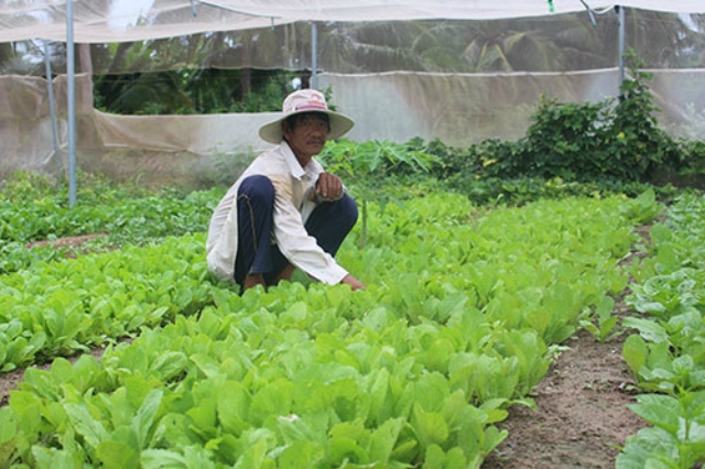 Thành viên của HTX nông nghiệp Phước Thể đang chăm sóc vườn rau của gia đình (ảnh TL)