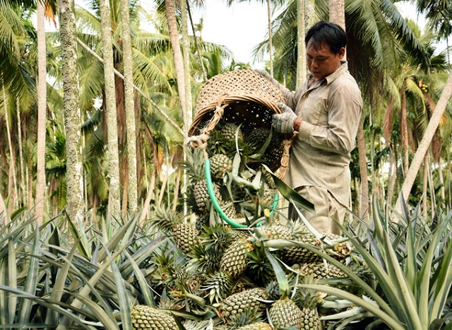 Thực hiện chuẩn VietGAP trong sản xuất không chỉ mang lại giá trị kinh tế cao mà còn tạo bước chuyển mình mạnh mẽ cho cây khóm tỉnh Kiên Giang (Ảnh:Internet)
