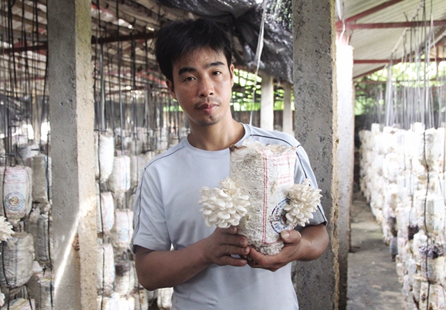 Nghề trồng nấm đang có triển vọng sáng ở Lạng Giang với sự ra đời của hàng loạt HTX (Ảnh Tư liệu)