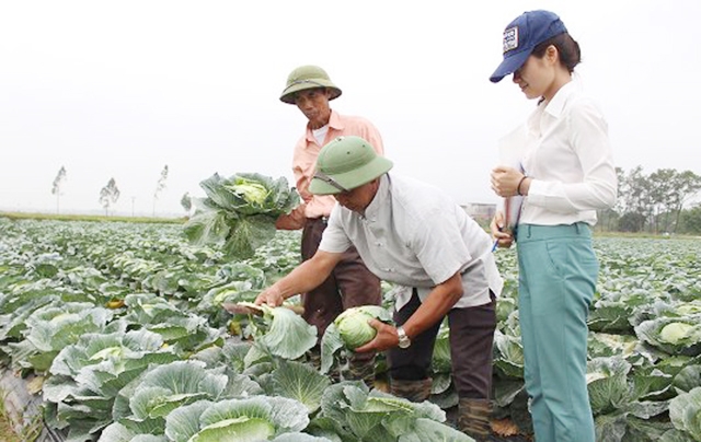 Không còn bình mới, rượu cũ, các HTX đang đóng góp tích cực trong tái cơ cấu nông nghiệp tỉnh Bắc Ninh (Ảnh Tư liệu)