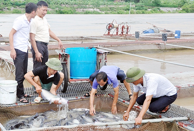 Sự chủ động đổi mới toàn diện, thực chất giúp các HTX phát triển mạnh, bền vững hơn (Ảnh TL)