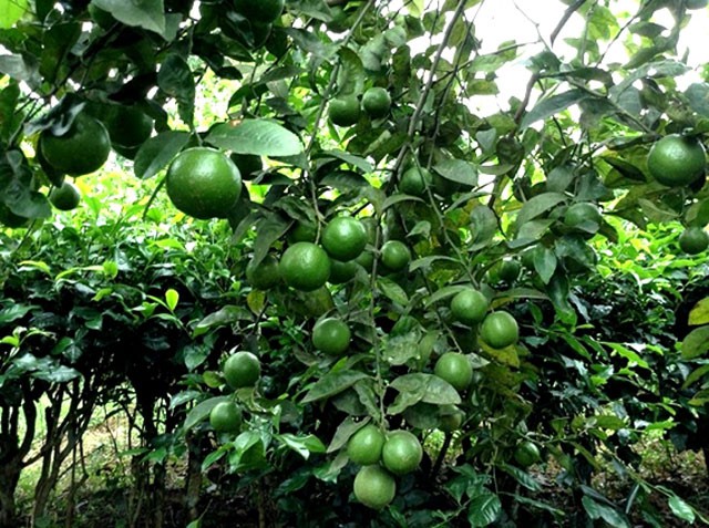 Chanh không hạt là loại cây dễ trồng, ít bị sâu bệnh lại cho trái quanh năm (Ảnh: Tư liệu)