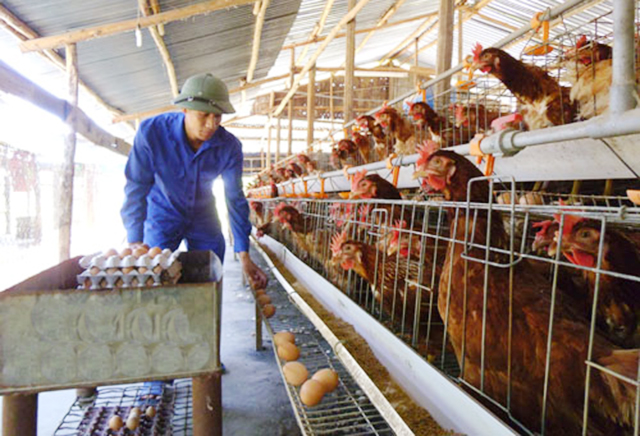 HTX Ao Gòn thành công nhờ chăn nuôi VietGAP gắn với ATLĐ (Ảnh Tư liệu)
