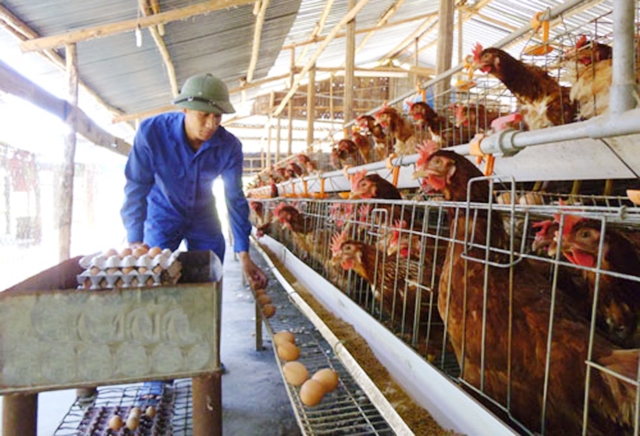 HTX Ao Gòn thành công nhờ chăn nuôi VietGAP gắn với ATLĐ (Ảnh Tư liệu)