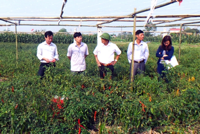 Liên minh HTX tỉnh Ninh Bình tham quan mô hình trồng ớt xuất khẩu tại HTX Liên Dương, xã Khánh Dương (Ảnh: TL)