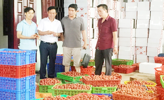 Các HTX đang có nhiều điều kiện phát triển tại đất vải Lục Ngạn (Ảnh TL)