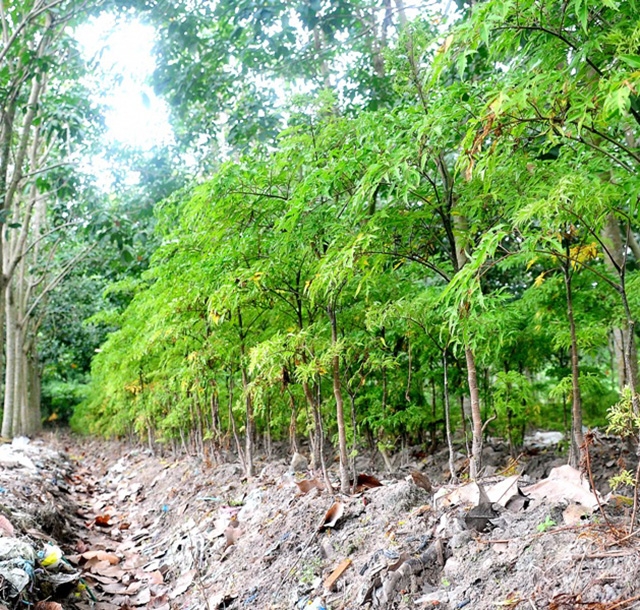 Mô hình trồng đinh lăng dưới tán cây cao su được đánh giá là đem lại hiệu quả kinh tế cao (Ảnh: TL)