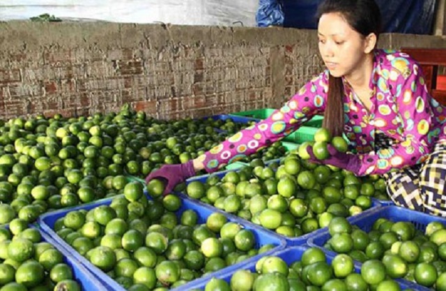 Mỗi ngày, HTX xuất bán ra thị trường khoảng 7 tấn chanh không hạt (Ảnh: TL)