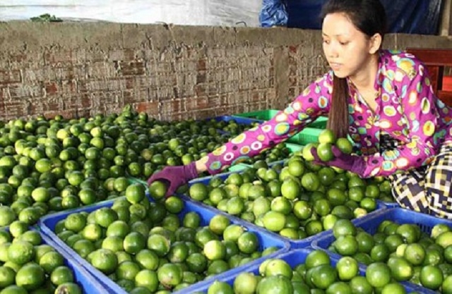 Mỗi ngày, HTX xuất bán ra thị trường khoảng 7 tấn chanh không hạt (Ảnh: TL)