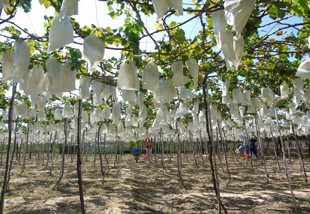 Kỹ thuật bao trái được HTX Nho Evergreen Ninh Thuận áp dụng (Ảnh: TL)