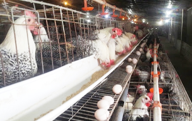 Chăn nuôi an toàn giúp sản phẩm trứng gà của HTX có chất lượng vượt trội (Ảnh TL)
