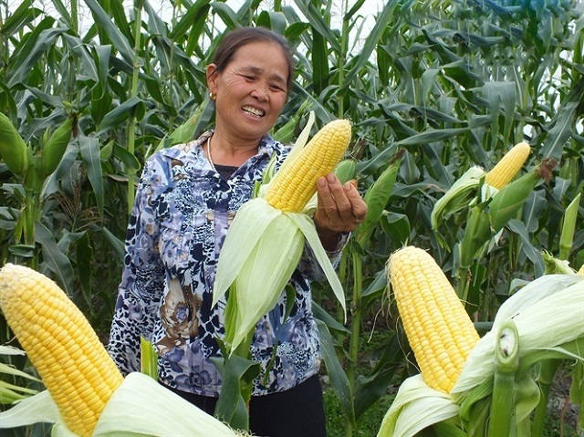 HTX Điệp Nông đã kết nối với doanh nghiệp bao tiêu đầu ra cây ngô ngọt cho người dân (Ảnh: TL)
