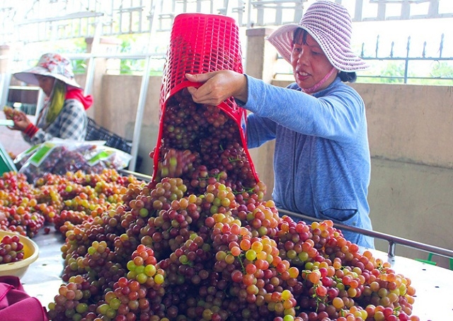 Các quy trình sản xuất của HTX đều tuân thủ theo quy trình VietGAP nhằm nâng cao chất lượng sản phẩm (Ảnh: TL)
