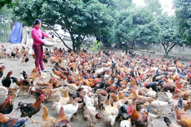 Mô hình nuôi gà đồi sinh thái đang giúp hàng chục hộ dân tại Phú Bình thoát nghèo, làm giàu (Ảnh Tư liệu)