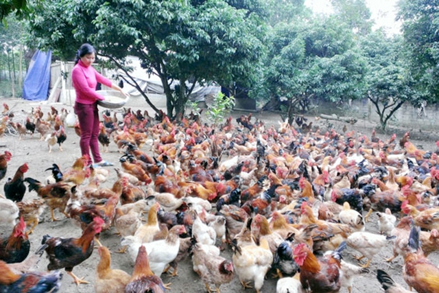 Mô hình nuôi gà đồi sinh thái đang giúp hàng chục hộ dân tại Phú Bình thoát nghèo, làm giàu (Ảnh Tư liệu)