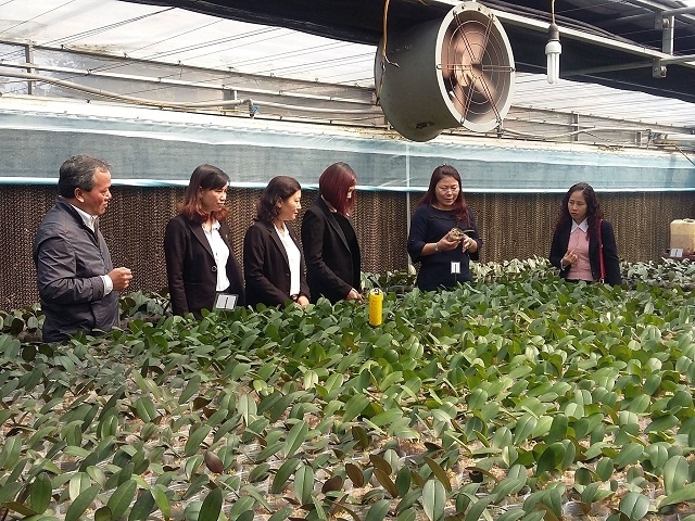 HTX hoa, cây cảnh Thụy Hương đi đầu ở TP Hà Nội về trồng hoa công nghệ cao (Ảnh: TL)