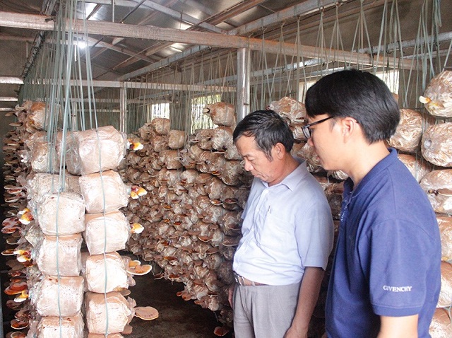 Mô hình nuôi trồng nấm của HTX Nông nghiệp Hoàng Hải (Ảnh: TL)
