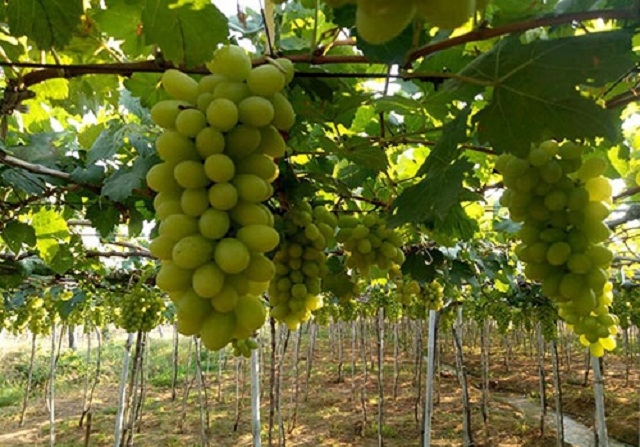 Sử dụng phân hữu cơ cũng là cách giữ ẩm cho đất hiệu qủa ở Ninh Thuận (Ảnh: TL)