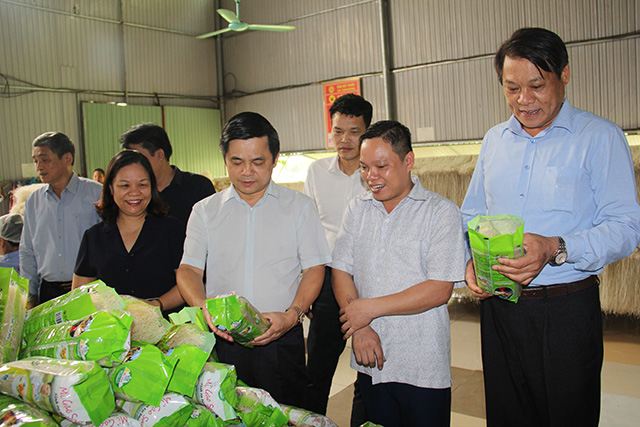 Phó Chủ tịch Liên minh HTX Việt Nam Nguyễn Văn Thịnh cùng đoàn công tác khảo sát tại HTX mỳ gạo Hùng Lô (Ảnh: Phạm Duy)