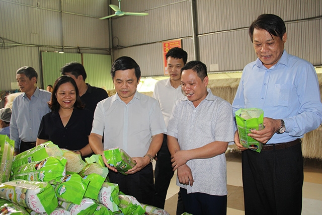 Phó Chủ tịch Liên minh HTX Việt Nam Nguyễn Văn Thịnh cùng đoàn công tác khảo sát tại HTX mỳ gạo Hùng Lô (Ảnh: Phạm Duy)