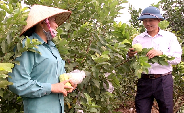 Mô hình trồng cây ăn quả sẽ được huyện tiếp tục thúc đẩy theo hướng an toàn, nâng cao giá trị (Ảnh TL)
