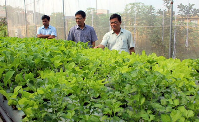 Các HTX đang đóng vai trò dẫn dắt nông dân sản xuất theo hướng bền vững tại Việt Yên (Ảnh Tư liệu)