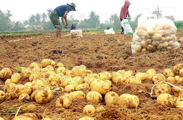 Các mô hình liên kết sẽ tiếp tục được huyện đầu tư nhằm khơi thông thị trường cho nông sản (Ảnh TL)