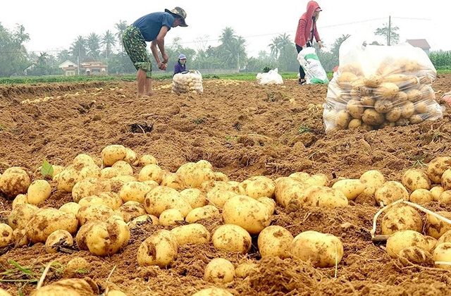 Các mô hình liên kết sẽ tiếp tục được huyện đầu tư nhằm khơi thông thị trường cho nông sản (Ảnh TL)