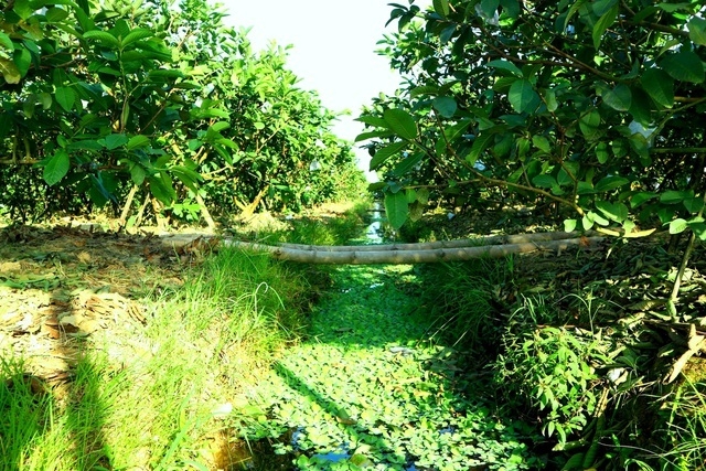 Vườn trái cây của HTX NN Hồ Lộc (Ảnh: TL)