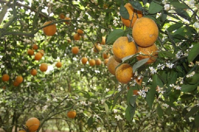 Liên hiệp HTX cam Cao Phong chú trọng đầu tư theo hướng công nghệ cao để nâng cao giá trị sản phẩm, hướng đến xuất khẩu (Ảnh: TL)