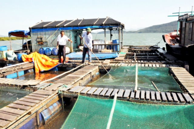 Việc NTTS luôn gắn với bảo vệ môi trường vùng vịnh (ảnh T.L)