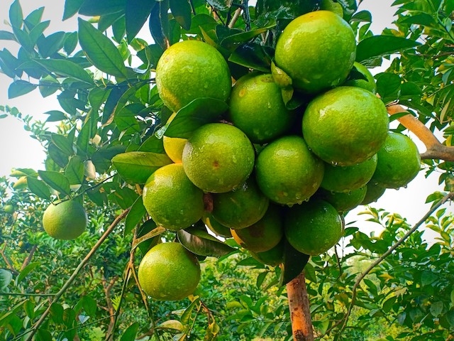 Sản phẩm cam của HTX Giống cây ăn quả Trà Sơn ở Thượng Lộc được khách trong tỉnh và ngoài tỉnh ưa chuộng (Ảnh: TL)