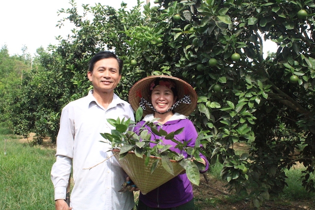 HTX Kinh doanh dịch vụ cây ăn quả Thanh Hiền tạo công ăn việc làm ổn định cho các thành viên với mức thu nhập bình quân từ 5 - 6 triệu đồng/người/tháng (Ảnh: TL)