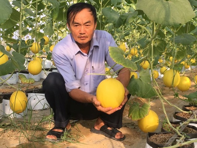 Những trái dưa vàng mọng nước, thơm ngon (Ảnh: Tư liệu)