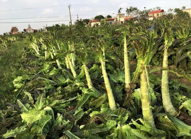 Cây salad được HTX Thụy Dương hướng dẫn người dân sản xuất theo tiêu chuẩn VietGAP (Ảnh: TL)