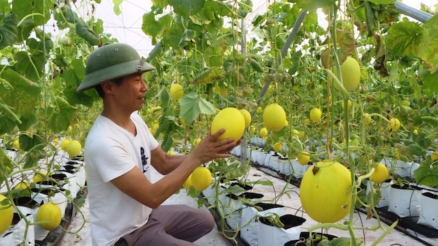 Nông dân phấn khởi nhìn ruộng dưa vàng chuản bị thu hoạch (Ảnh: Tư liệu)