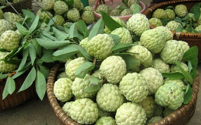 Các HTX trồng cây ăn quả có vai trò quan trọng trong xây dựng nông thôn mới (Ảnh: TL)