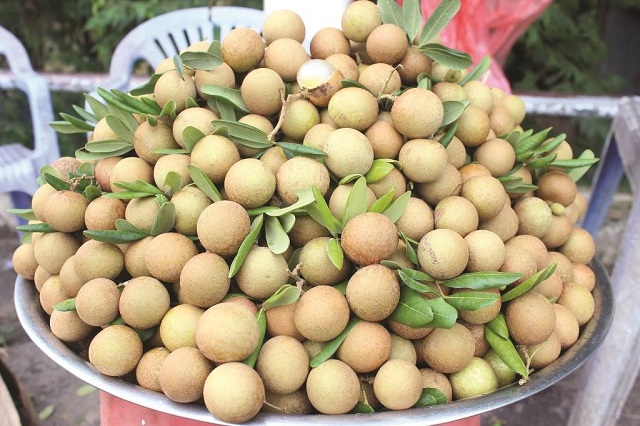 Nhãn của HTX Toàn Thắng đã được xuất khẩu chính ngạch sang Trung Quốc (Ảnh: TL)