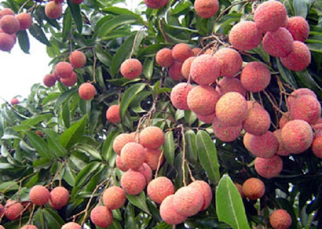 Để không xảy ra tình trạng được mùa mất giá, các tỉnh đang lên sẵn các kịch bản tiêu thụ vải thiều (Ảnh: Internet)