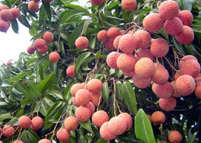 Để không xảy ra tình trạng được mùa mất giá, các tỉnh đang lên sẵn các kịch bản tiêu thụ vải thiều (Ảnh: Internet)