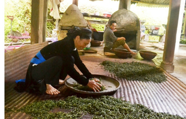 Do được thu hoạch và sản xuất đúng tiêu chuẩn nên chè Shan tuyết của HTX có chất lượng cao (Ảnh: TL)