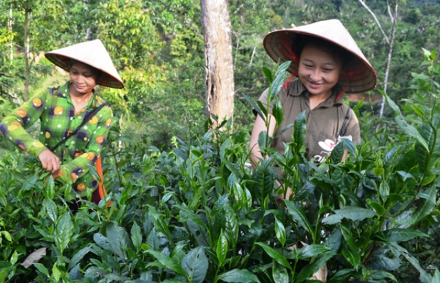 Bà con ở Vị Xuyên thu hoạch chè (Ảnh: TL)