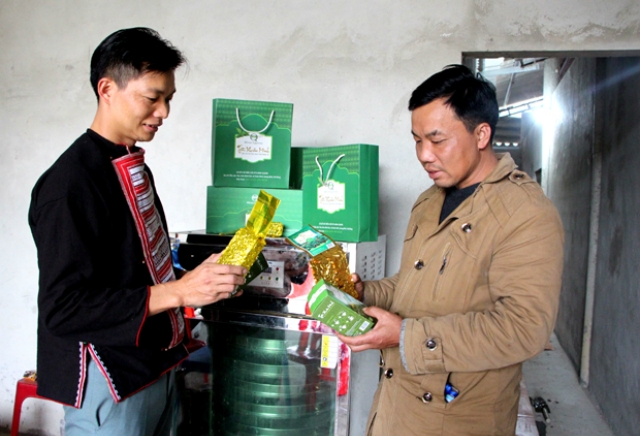 Huyện Quang Bình lấy cây chè Shan tuyết là cây chủ lực (Ảnh: TL)