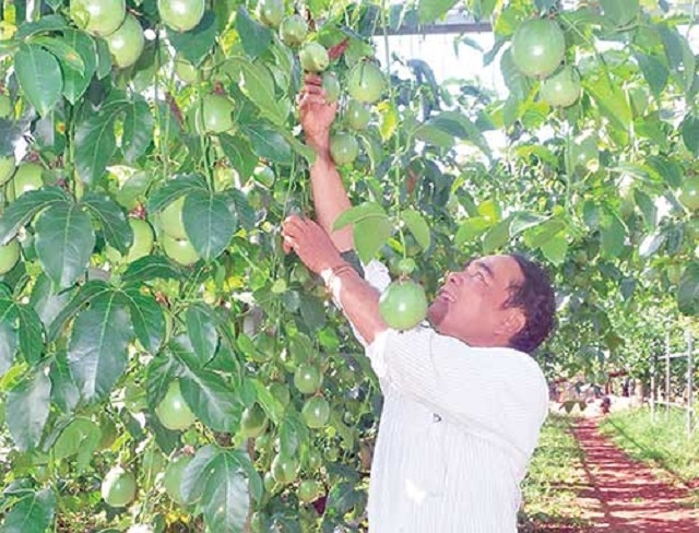 Kinh tế hợp tác có nhiều sản phẩm tham gia chương trình OCOP (Ảnh: TL)