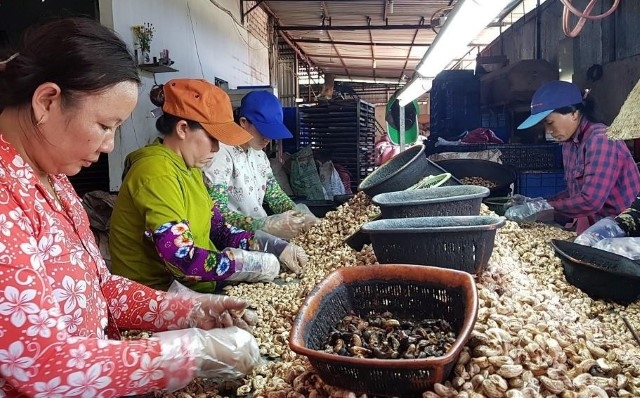 Các HTX là một trong những đầu tàu phát triển kinh tế nông nghiệp theo hướng hiện đại và bền vững (Ảnh: TL)