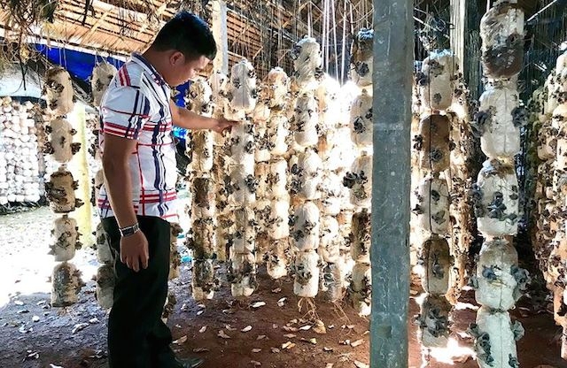 HTX nấm Bảo Quang được kỳ vọng đưa thương hiệu nấm ở Bàu Cối vươn xa trong và ngoài nước (ảnh: Tư liệu)