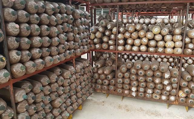 Nghề trồng nấm ở Đồng Nai cần hướng tới công nghệ sạch (ảnh: Tư liệu)