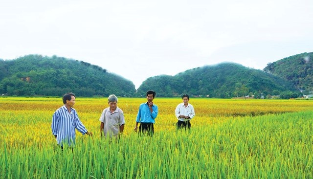 Tiêu chí tổ chức sản xuất được huyện Cát Tiên chú trọng trong xây dựng nông thôn mới (Ảnh: TL)